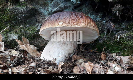 Funghi freschi nel sottobosco Foto Stock