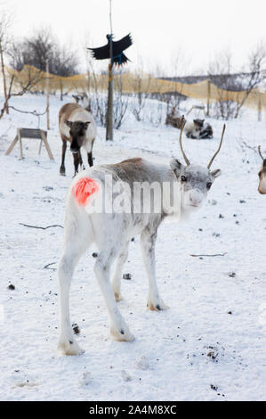 Le renne su Finnmarksvidda Foto Stock