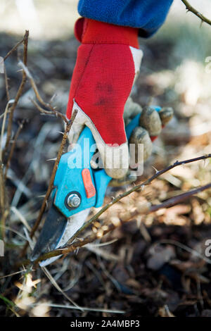 Giardinaggio - potatura - eseguire potature - rifilatura - thornbush - rose bush - spine - protezione Foto Stock