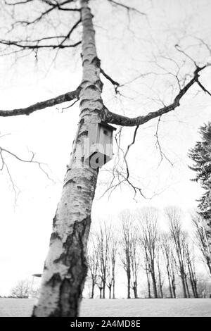 Albero in Torshovparken. Foto Stock