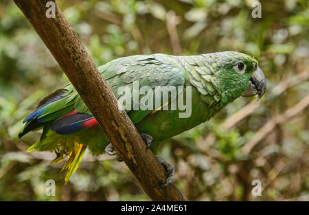 Southern farinoso parrot (Amazona farinosa), Ecuador Foto Stock