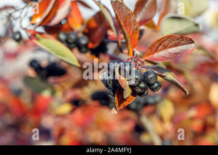 La succursale con bacche mature di Crespino aronia chokeberry nero nel giardino di autunno Foto Stock