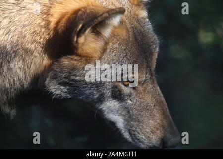 I lupi nell'area faunistica di Civitella Alfedena Foto Stock