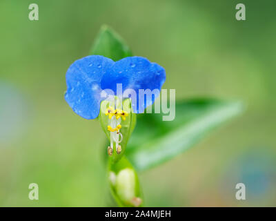 Commelina communis aka dayflower asiatico. Dettaglio di un singolo blu azzurro fiore. Macro di fiori selvaggi. Foto Stock