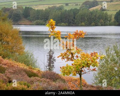 Un piccolo albero nei suoi colori autunnali sulla banca di Digley Resrervoir sopra Holmfirth nel Pennine Moors Foto Stock