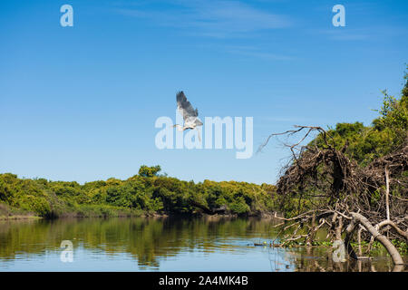 Cicogna Maguari (C. maguari), prendendo il largo a Pantanal (brasiliano zone umide), in Aquidauana, Mato Grosso do Sul, Brasile Foto Stock