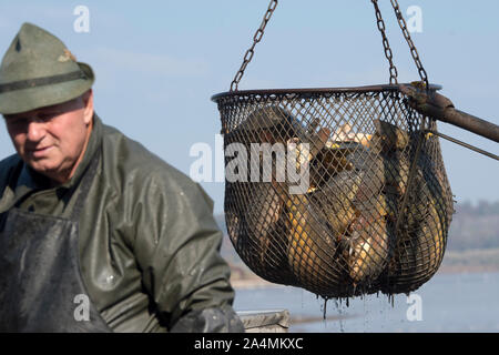 Zehun, Repubblica Ceca. 15 ottobre, 2019. I pescatori pesca di inizio l'Zehunsky stagno in Zehun, Kolin distretto, Repubblica Ceca, mercoledì 15 ottobre, 2019. Credito: Josef Vostarek/CTK foto/Alamy Live News Foto Stock