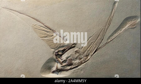 Impronta fossile di Rhamphorhynchus, un flying pteranodonte dal giurassico. Foto Stock