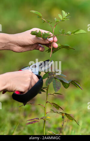 Le mani delle donne la potatura di rose con secateurs, primo piano Foto Stock