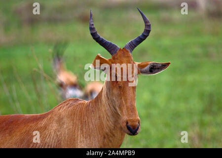 Topi close-up; di medie dimensioni antilope; Damaliscus lunatus; erbivori; lira-forma di corna; animale; natura; la fauna selvatica; Parco Nazionale del Serengeti; Tanzania; Af Foto Stock
