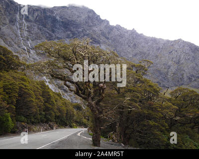 Incontaminato habitat di montagna nel Parco Nazionale di Fiordland, Isola del Sud della Nuova Zelanda Foto Stock