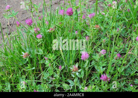 Trifoglio rosso (Trifolium pratense) fiorire come il lato di un vicolo del paese. Foto Stock