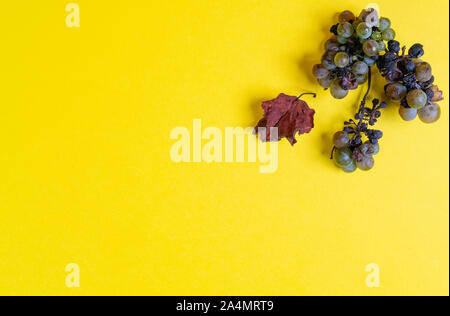 Un tralcio con un grappolo di uva marcio in autunno su una superficie bianca Foto Stock