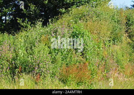 Miscela di fiori selvatici che crescono su un cumulo di terra in corrispondenza del bordo di un campo. Foto Stock