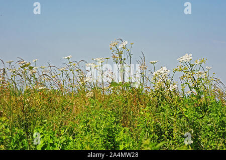 Hogweed, (Heracleum sphondylium) che cresce su un fossato in banca. Il margine del campo. Foto Stock