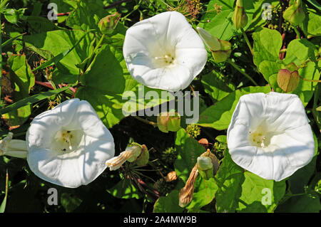 Fiori di Calystegia sepium. Centinodia. Nero di piccoli coleotteri. Foto Stock