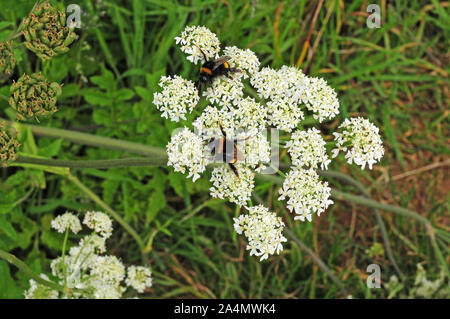 Bumbles api su fiori Hogweed Foto Stock