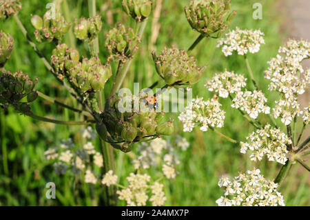 Sette spot coccinella, (Conccinella septempunctata) sulla testa di seme di Hogweed, (Heracleum sphondyllium). Foto Stock