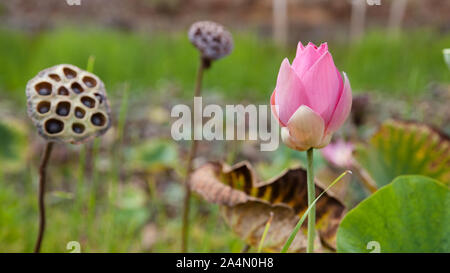 Lotus Bud e mature i semi di loto. Fiore di loto. Di un bel colore rosa fiore di loto in fioritura. Fiore rosa, close-up. Foto Stock