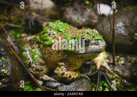 American bullfrog (Lithobates catesbeianus), Amaru bioparco, Cuenca, Ecuador Foto Stock