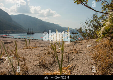 Pancratium maritimum, Hymenocallis, sea daffodil, bianco a bulbo impianto mediterraneo in fiore in Settembre Foto Stock