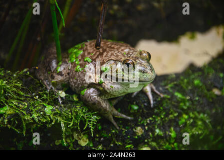 American bullfrog (Lithobates catesbeianus), Amaru bioparco, Cuenca, Ecuador
