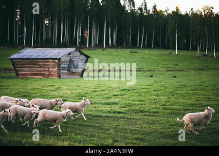 Pecore in esecuzione sul prato Foto Stock