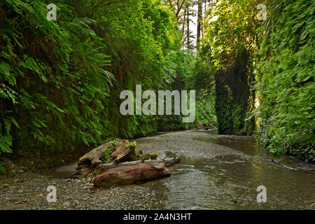 CA0365400..CALIFORNIA - i registri e una piccola insenatura tra le ripide pareti del canyon di felce in Prairie Creek Redwoods State Park. Foto Stock