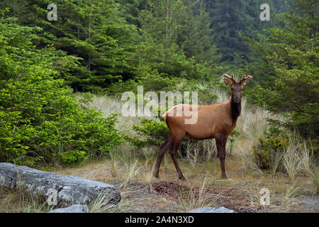 CA03660-00...CALIFORNIA - Giovane Maschio Roosevelt elk rovistando lungo il bordo dell'oro Bluffs Road sulla costa la sezione di Prairie Creek Redwoods Stat Foto Stock