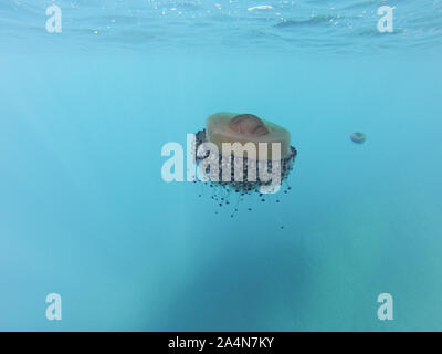 Cotylorhiza tuberculata è una specie di meduse, del phylum Cnidaria, noto anche come il Mediterraneo meduse, Mediterraneo jelly o uovo fritto Foto Stock