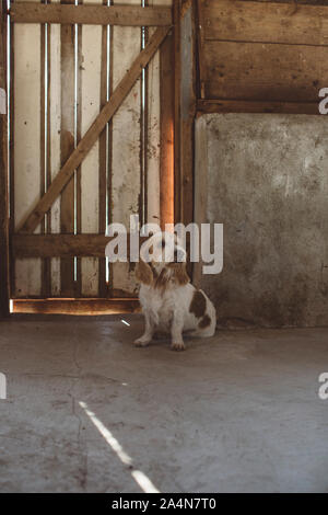 Dog sitter nella parte anteriore della porta Foto Stock