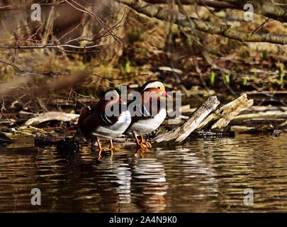 Due maschi anatre mandarino Aix galericulata seduta al lago su un inizio di giornata di primavera. Foto Stock