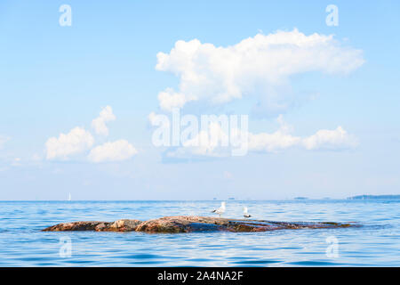 Gabbiani sulle rocce Foto Stock