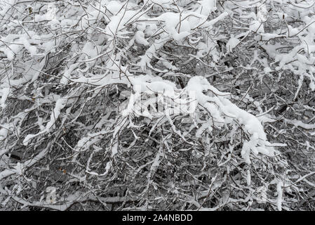 Neve sui rami di alberi in un parco della città. La prima nevicata all'inizio dell'inverno. Sfondo stagionali Foto Stock