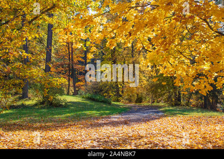 Meraviglioso paesaggio autunnale con un bel colore giallo e arancione alberi colorati Foto Stock