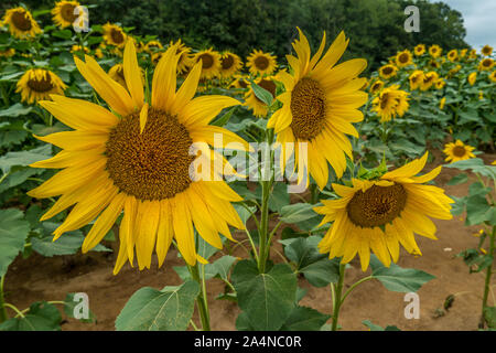 Tre luminoso giallo dei girasoli blooming insieme closeup con alberi e campi di girasoli in un campo in background durante il giorno in autunno Foto Stock