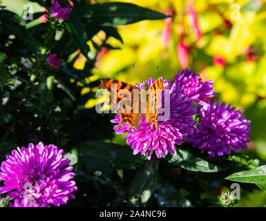 Una bella virgola farfalla alimentazione su Nectar su un purply Rosa Chrysanthemum fiore in un giardino a Sawdon North Yorkshire Inghilterra Regno Unito Foto Stock