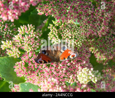 Una bella farfalla Peacock nutrimento su Nectar su un Sedum Flower Head Autunno gioia in un Giardino a Sawdon North Yorkshire Inghilterra Regno Unito Foto Stock