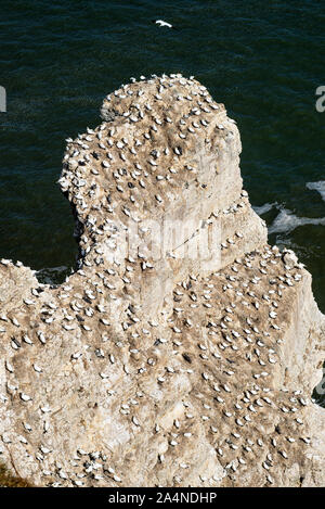Una colonia di Gannets settentrionali su uno stack di roccia alle scogliere di Bempton North Yorkshire Inghilterra Regno Unito Foto Stock