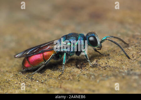 Ruby-tailed Wasp in appoggio sulla trave di legno. Tipperary, Irlanda Foto Stock