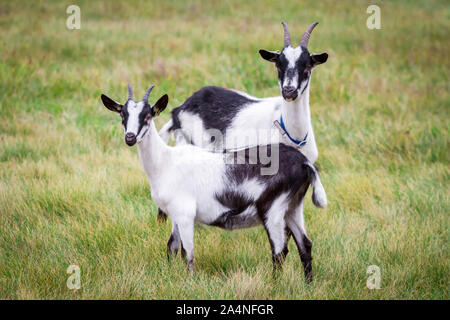 Due capre di pavone su un pascolo (Pfauenziege), un pericolo di razza di capra da Austria/ Svizzera Foto Stock