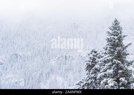 Una tempesta di neve continua a coperta la foresta delle Montagne Rocciose nel Parco Nazionale delle Montagne Rocciose, Colorado. Foto Stock