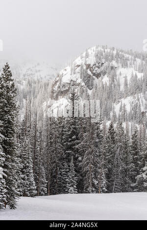 Una tempesta di neve continua a coperta la foresta delle Montagne Rocciose nel Parco Nazionale delle Montagne Rocciose, Colorado. Foto Stock