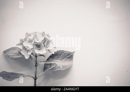 Hortensia flower blossom sullo sfondo della carta con spazio di copia in bianco e nero Foto Stock