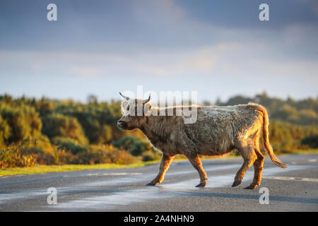 New Forest, Hampshire, Regno Unito. Il 15 ottobre 2019. Un free roaming mucca raffigurata attraversando la strada vicino a Beaulieu nel nuovo Parco Nazionale Foreste. I popolani e associazione di difesa ha chiesto alle persone registrate a spegnere il bestiame sulla foresta di 'de-horn' il loro bestiame a seguito di un aumento del numero di escursionisti essendo attaccato da bovini nella foresta. Credit Stuart Martin/Alamy Live News Foto Stock