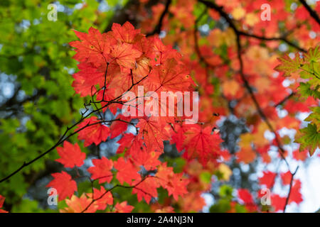 Acer japonicum vitifolium. Roverella giapponese di foglie di acero in autunno Foto Stock