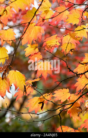 Acer japonicum vitifolium. Roverella giapponese di foglie di acero in autunno Foto Stock