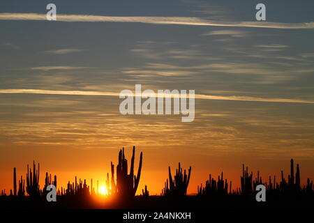 Zona de vegetacion plagada de Sahuaros que forma parte del Desierto de San Nicolas en el estado de Sonora, Messico..zona ricca di vegetazione che è par Foto Stock