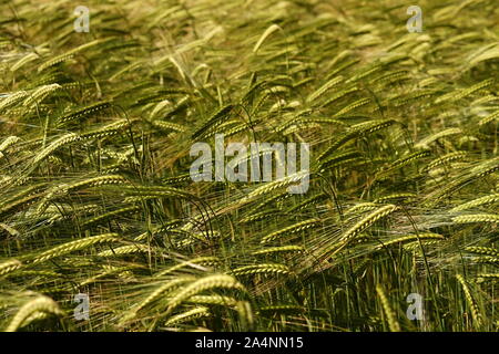 Verde giovane frumento picchi di testa in un campo di grano Foto Stock