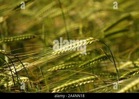 Verde giovane frumento picchi di testa in un campo di grano Foto Stock
